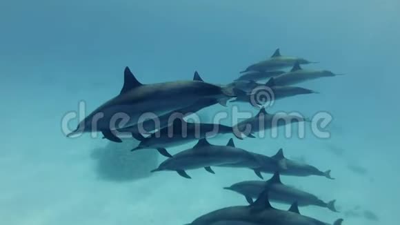 成群的海豚在蓝色的海水中缓慢地游过沙质的海底水下拍摄特写视频的预览图