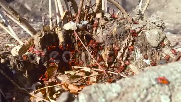 时间圈视频甲虫在他们的自然环境中视频的预览图