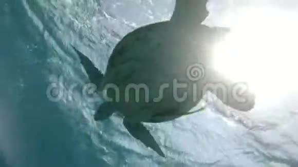 雄海龟悬于水面下荡于波浪上绿海龟切洛尼亚视频的预览图