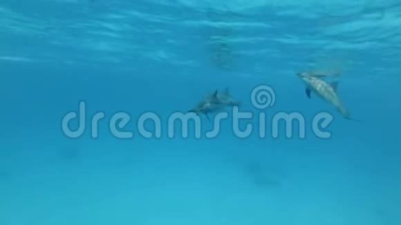三只海豚互相交流动物在野生动物中的交流视频的预览图