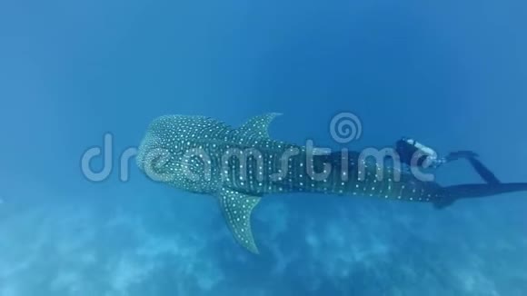 潜水员快速游泳和射击缓慢游泳鲸鲨莱茵科顿类型印度洋马尔代夫顶部视图视频的预览图