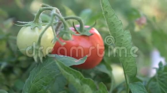 绿色和红色的西红柿视频的预览图