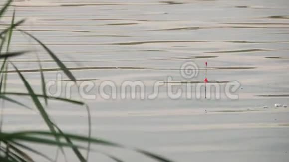 钓鱼时钓竿在水中的浮子水中的浮子表明鱼在咬人浮在水面上视频的预览图