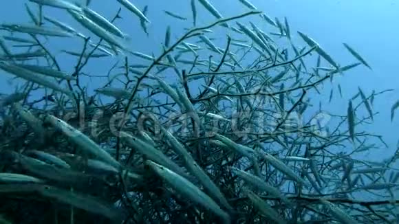 少年Barracudas学校藏在红树林里黄尾梭鱼黄叶藻视频的预览图