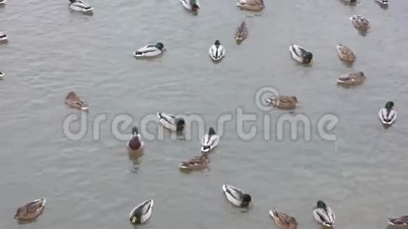 野鸭在寒冷的灰河里游泳视频的预览图