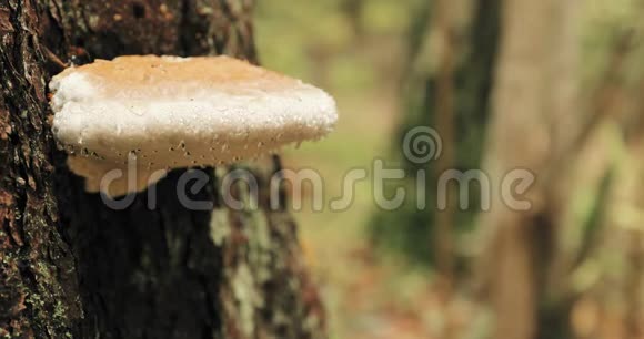 白俄罗斯贝雷辛斯基生物圈保护区秋雨天乔木树干上的多孔真菌聚孔也被称为视频的预览图