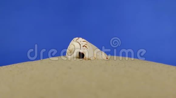 放大美丽的贝壳躺在沙滩上孤立视频的预览图