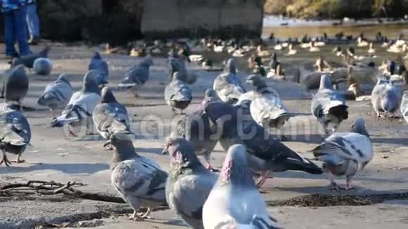 公园里的鸽子家禽饲养视频的预览图