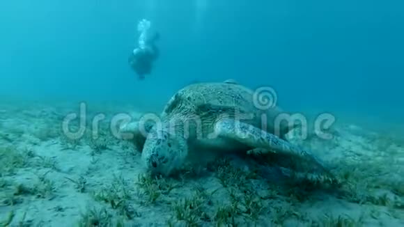 两名潜水者用雷莫拉鱼看海龟在海底吃海草鱼和绿龟视频的预览图
