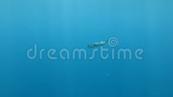 斑鳍豪猪鱼在碧水中游泳发现豪猪鱼视频的预览图