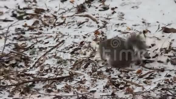 松鼠找吃的视频的预览图