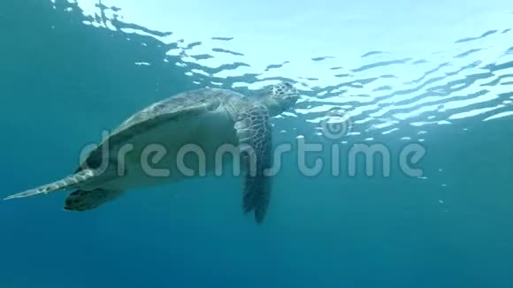 海龟慢慢地游到水面上慢动作低角度射击水下射击视频的预览图