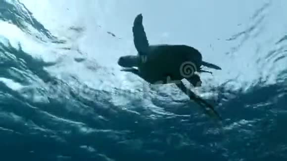 大海龟与雷莫拉鱼挂在水面下在波浪上摆动视频的预览图