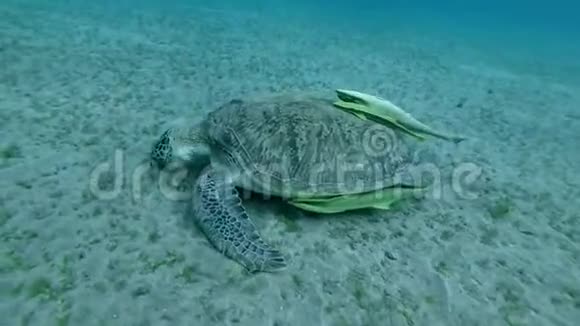海龟壳上的三条鱼底部吃海草视频的预览图