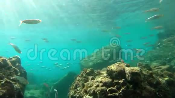 加勒比海带热带鱼的珊瑚礁水下镜头视频的预览图