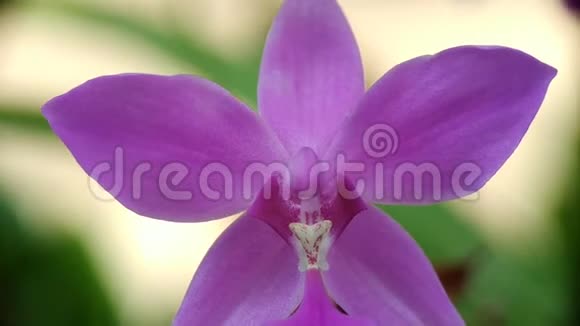 蕨类植物或菲律宾地兰清晨美丽的紫兰花视频的预览图