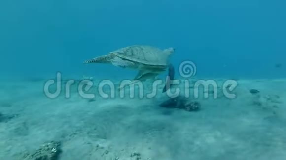 大海龟与雷莫拉鱼慢慢地在蓝色的水中游过沙底视频的预览图
