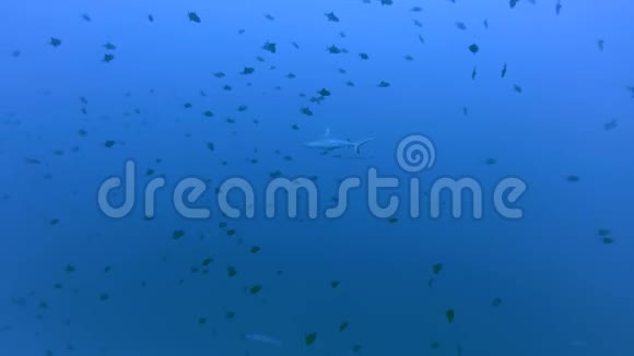 灰礁鲨鱼在蓝水中游泳视频的预览图