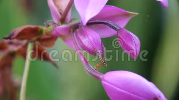 穿着紫兰花的蚂蚁视频的预览图