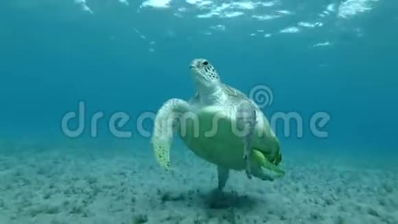 海龟游到水面吸两口气潜入海底视频的预览图