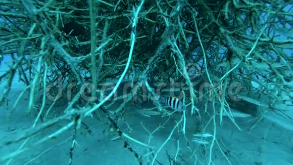 少年Barracudas学校藏在红树林里黄尾梭子鱼黄叶藻视频的预览图