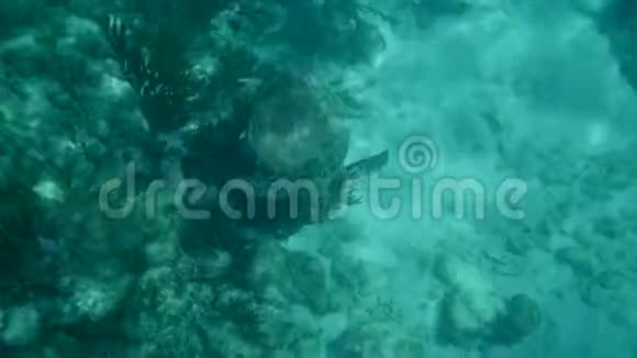海龟在加勒比海的珊瑚礁里游泳里维埃拉玛雅视频的预览图