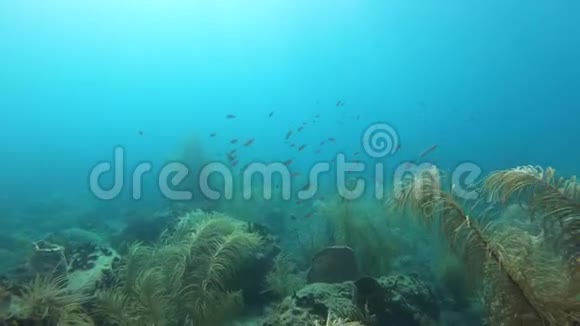 加勒比海带热带鱼的珊瑚礁水下镜头视频的预览图