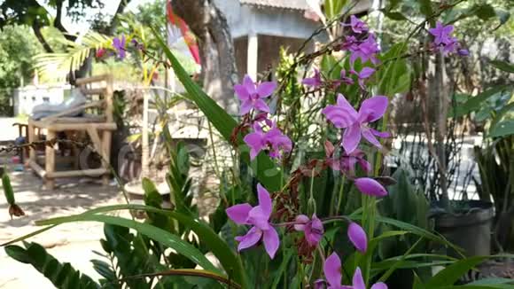 蕨类植物或菲律宾地兰清晨美丽的紫兰花视频的预览图