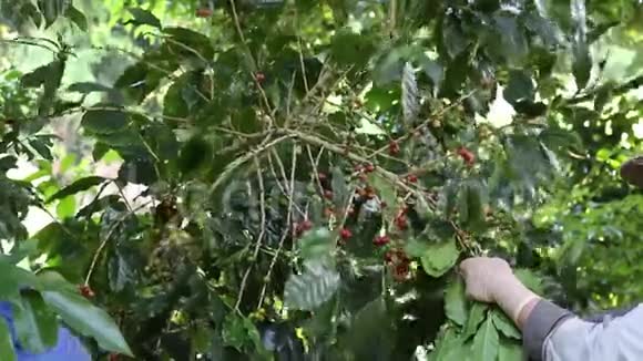 农民收获的新鲜咖啡豆视频的预览图