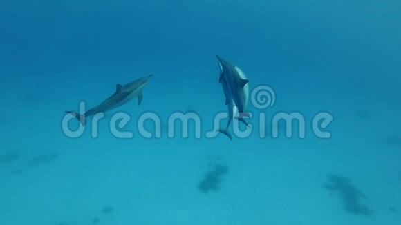 一群海豚在蓝色的水里玩耍慢动作水下射击视频的预览图