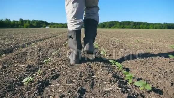 跟随着男农民脚穿着靴子穿过田野上的小绿芽向日葵年轻人的腿视频的预览图