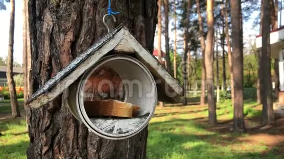 公园里一棵树上的鸟舍喂鸟器挂在树上视频的预览图