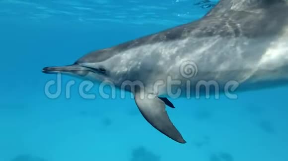 缓慢的运动海豚非常接近在蓝色的水中的蓝色水面下在早晨的阳光下游泳视频的预览图