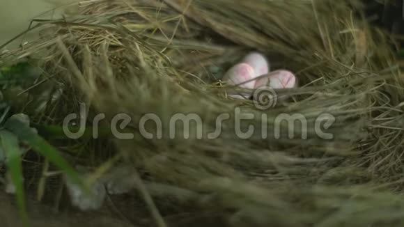 巢中白玫瑰鹌鹑卵视频的预览图