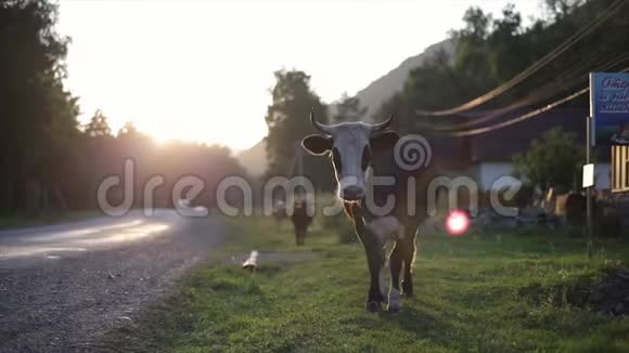 日落时快乐的奶牛在路边视频的预览图