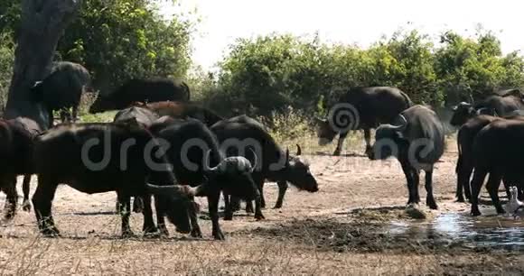 非洲野牛角博茨瓦纳野生动物视频的预览图