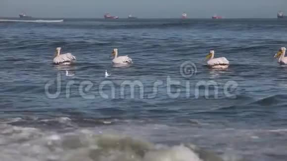 海鸥和鹳在水中漂浮视频的预览图