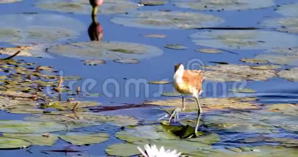 非洲鸟类纳米比亚非洲野生动物视频的预览图
