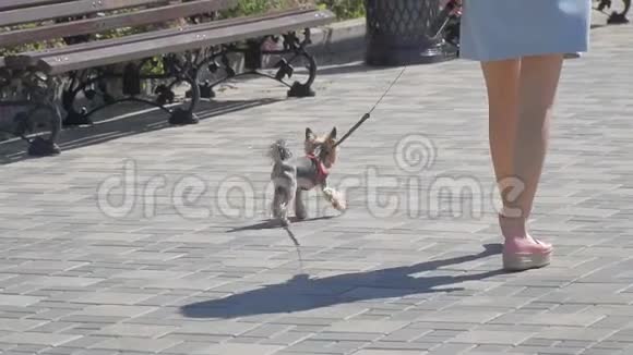 约克郡猎犬沿着街道系着皮带视频的预览图