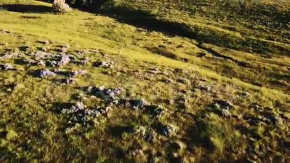 在草原田野令人叹为观止的田园草原景观中野鹿成群结队地奔跑着视频的预览图