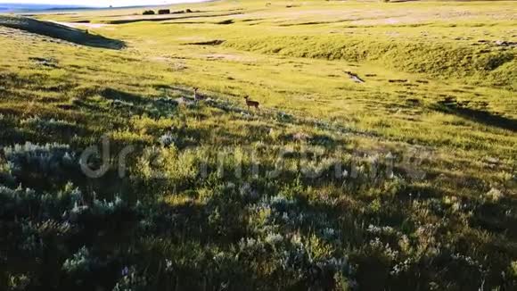 一个国家公园的平原平原丘陵草原景观中无人机摄像机跟随野鹿自由奔跑视频的预览图