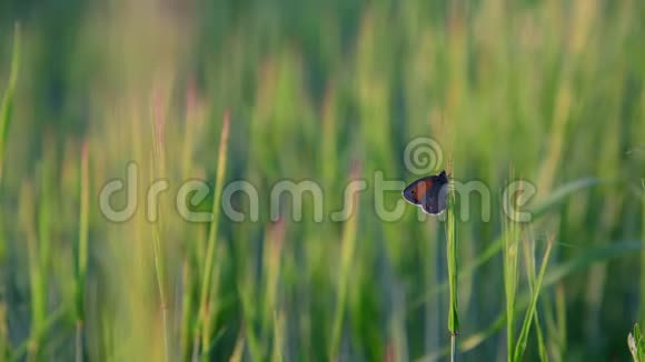 小麦芽上美丽的蝴蝶视频的预览图