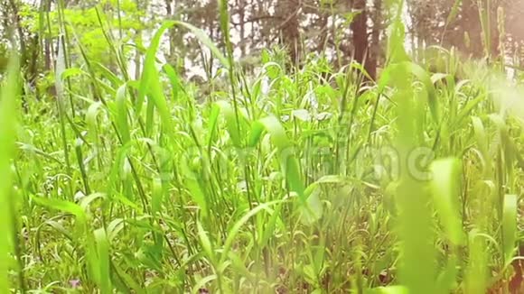 绿草如茵在春天时动作缓慢视频的预览图