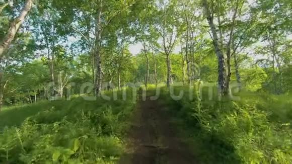 沿着森林小径前进视频的预览图