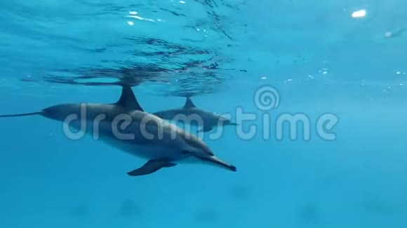 海豚互相打招呼吹泡泡摸鼻子动物在野生动物中的交流慢动作特写视频的预览图