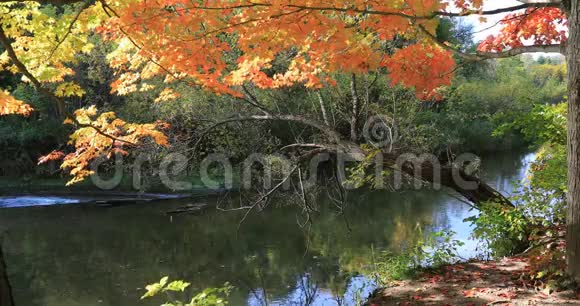 宁静的小溪旁的秋色视频的预览图