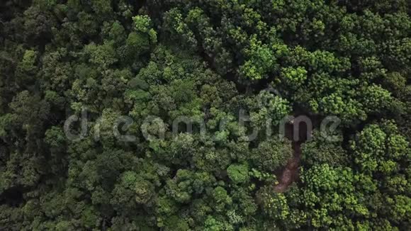 从上图可以看到热带雨林的高层景观视频的预览图
