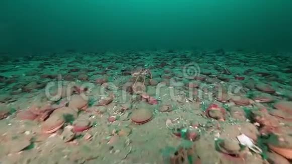 堪察加巴伦支海海底的螃蟹在水下行走扇贝视频的预览图