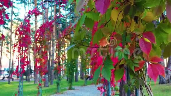 Bucha中央公园秋天的凉爽早晨视频的预览图