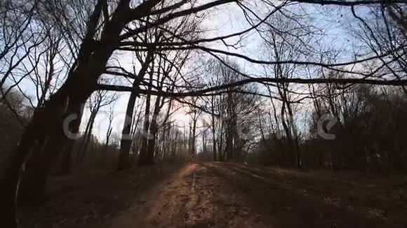 没有叶子的树之间的摄像机运动阳光照进相机映衬着蓝天和树枝黑暗视频的预览图
